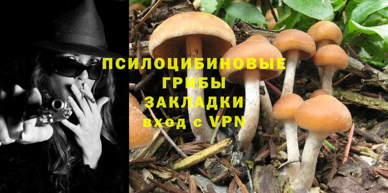 Галлюциногенные грибы Psilocybine cubensis  купить   Морозовск 